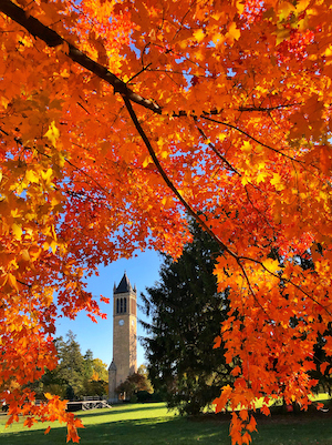 Campanile framed by brilliant orange leaves on nearby trees