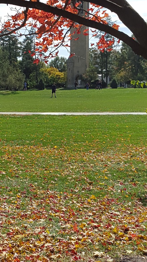 Leaves changing colors and dropping on central campus