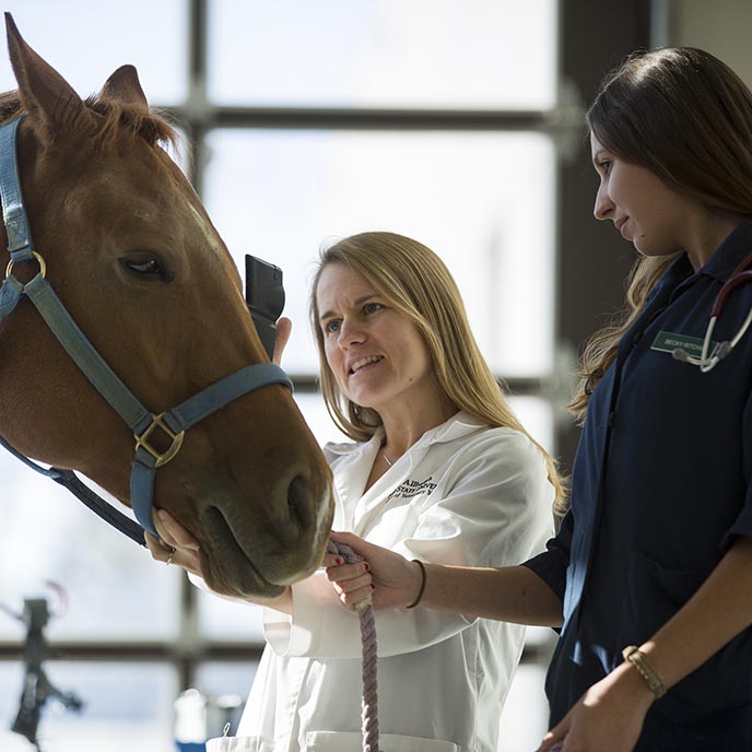 An instructor and student examine a horse.