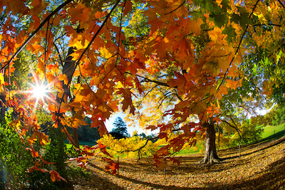 Swirling kaleidoscope of brilliant fall leaves