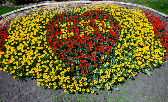 a bed of red and yellow tulips