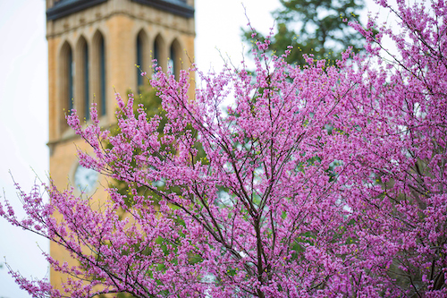 Redbuds in front of the Campanile