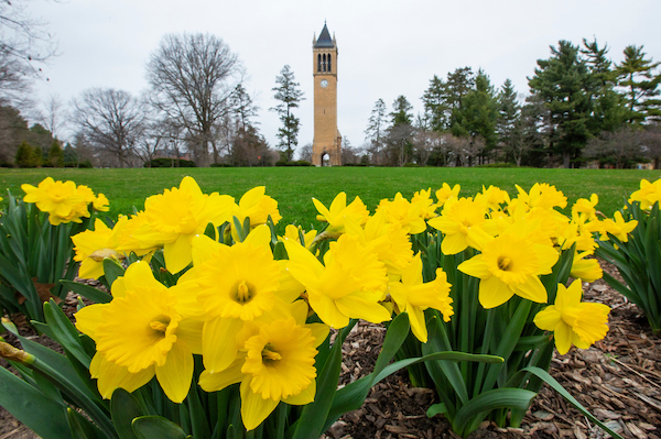 Yellow daffodils in front of the Campanile