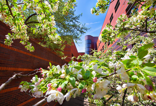 Beautiful spring blossoms on trees in front of Black Engineering Building